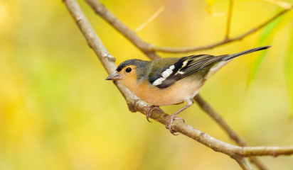 Cómo las aves que Darwin no estudió en las Galápagos nos ayudan ahora a entender la evolución